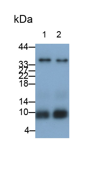 载脂蛋白C1(APOC1)单克隆抗体