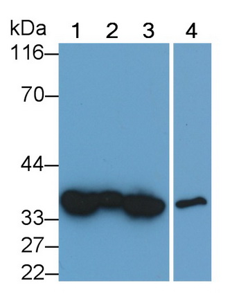 膜联蛋白A5(ANXA5)单克隆抗体