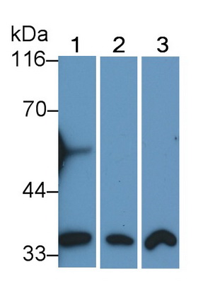 膜联蛋白A5(ANXA5)单克隆抗体