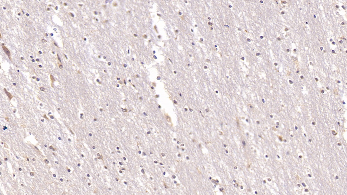 膜联蛋白A5(ANXA5)单克隆抗体