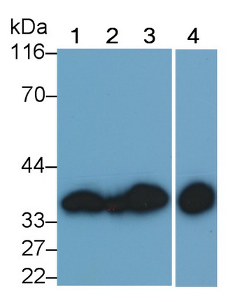 膜联蛋白A5(ANXA5)单克隆抗体