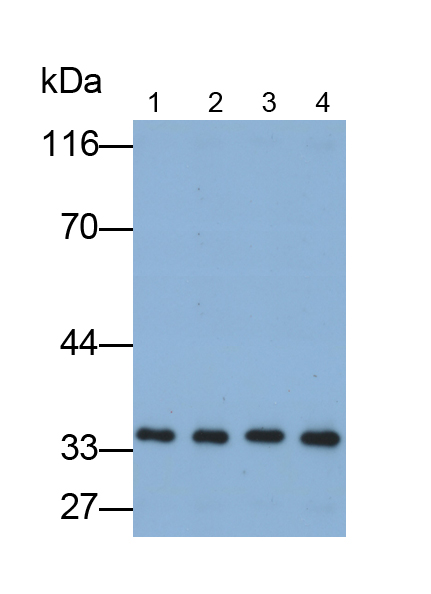 膜联蛋白A5(ANXA5)单克隆抗体