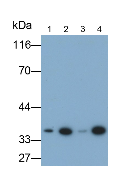 膜聯(lián)蛋白A5(ANXA5)單克隆抗體