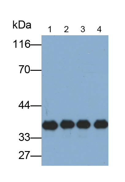 膜聯蛋白A5(ANXA5)單克隆抗體