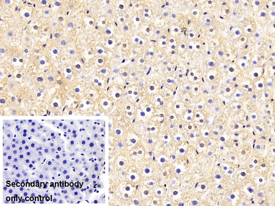 转运蛋白1(TNPO1)单克隆抗体