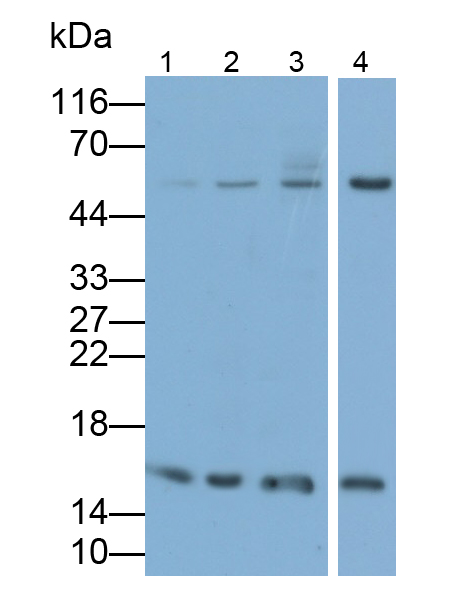 組蛋白H3(H3)單克隆抗體