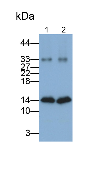 半乳糖凝集素1(GAL1)單克隆抗體