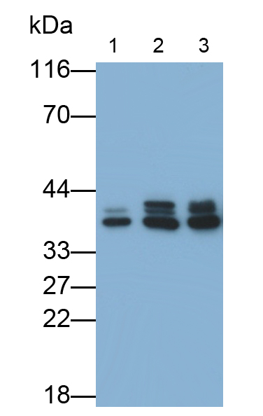 不均一核糖核蛋白A2/B1(HNRPA2B1)单克隆抗体