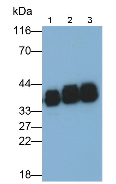不均一核糖核蛋白A2/B1(HNRPA2B1)單克隆抗體