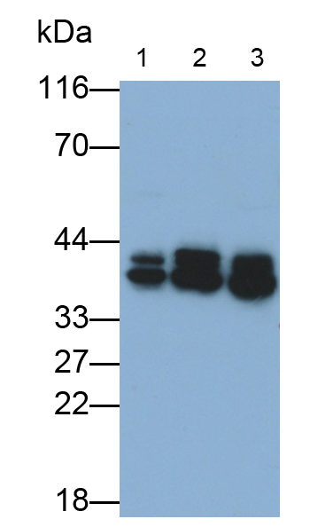 不均一核糖核蛋白A2/B1(HNRPA2B1)单克隆抗体