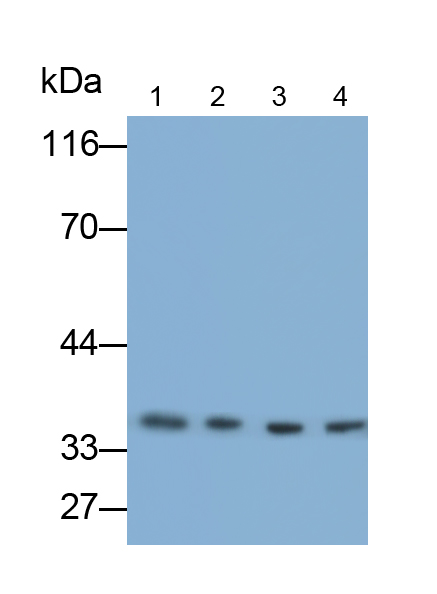 不均一核糖核蛋白A2/B1(HNRPA2B1)单克隆抗体