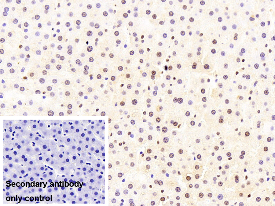 不均一核糖核蛋白A2/B1(HNRPA2B1)單克隆抗體