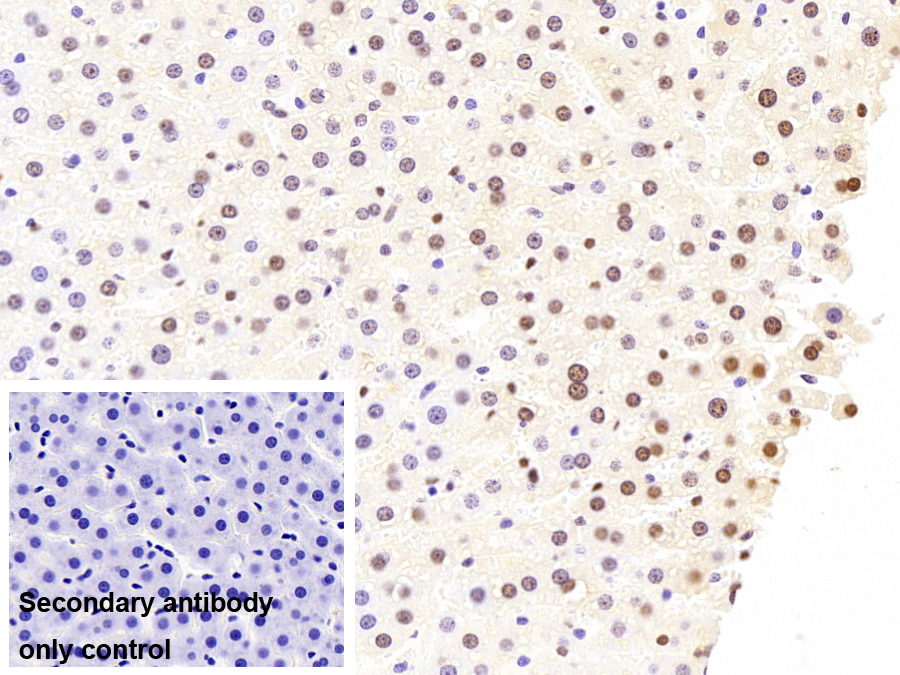 不均一核糖核蛋白A2/B1(HNRPA2B1)單克隆抗體