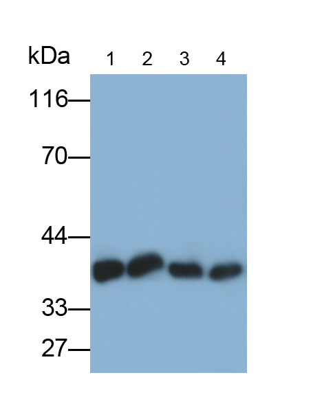 不均一核糖核蛋白A2/B1(HNRPA2B1)單克隆抗體