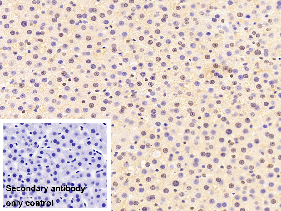 不均一核糖核蛋白A2/B1(HNRPA2B1)單克隆抗體