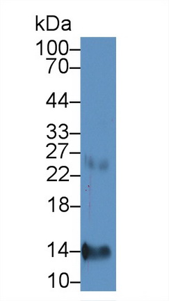 趨化因子 (C-X-C基序)配體7( CXCL7)單克隆抗體