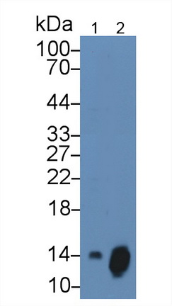 趨化因子 (C-X-C基序)配體7( CXCL7)單克隆抗體