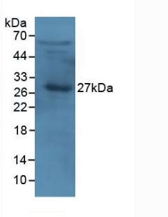 载脂蛋白A1(APOA1)单克隆抗体