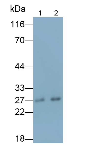 載脂蛋白A1(APOA1)單克隆抗體