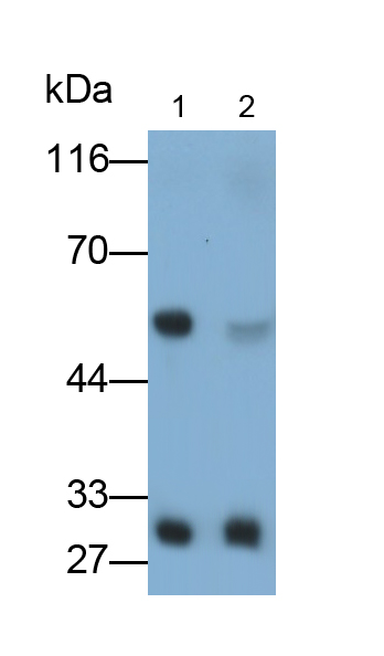 載脂蛋白A1(APOA1)單克隆抗體