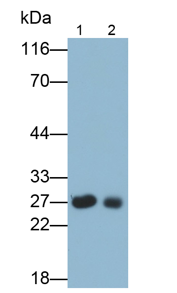 载脂蛋白A1(APOA1)单克隆抗体