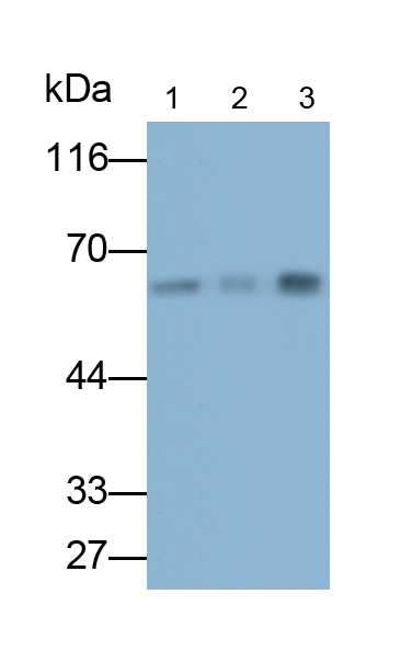 角蛋白9(CK9)單克隆抗體
