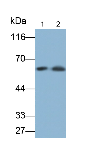 角蛋白9(CK9)單克隆抗體
