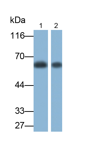 角蛋白9(CK9)單克隆抗體