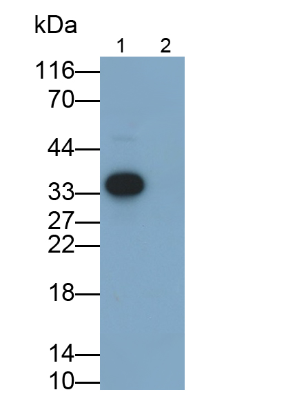 白介素1β(IL1b)单克隆抗体