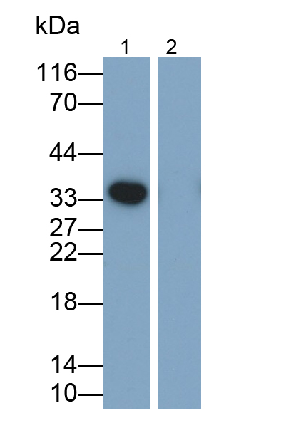 白介素1β(IL1b)单克隆抗体