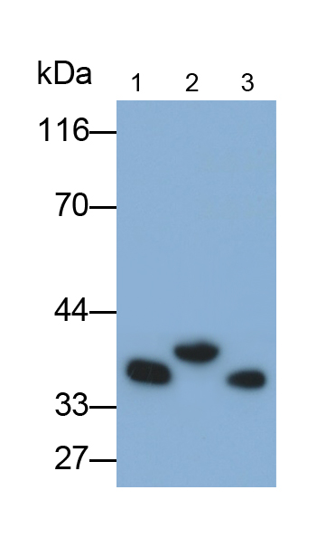 細(xì)胞周期素D1(CCND1)單克隆抗體