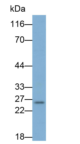 谷胱甘肽S轉移酶α1(GSTa1)單克隆抗體