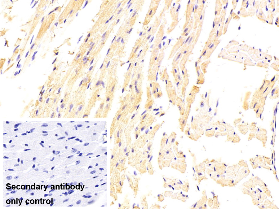 谷胱甘肽S轉(zhuǎn)移酶θ1(GSTt1)單克隆抗體