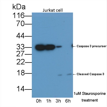 胱天蛋白酶3(CASP3)单克隆抗体