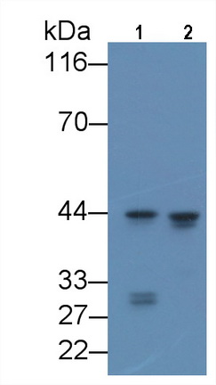 CCAAT增強(qiáng)子結(jié)合蛋白α(CEBPa)單克隆抗體