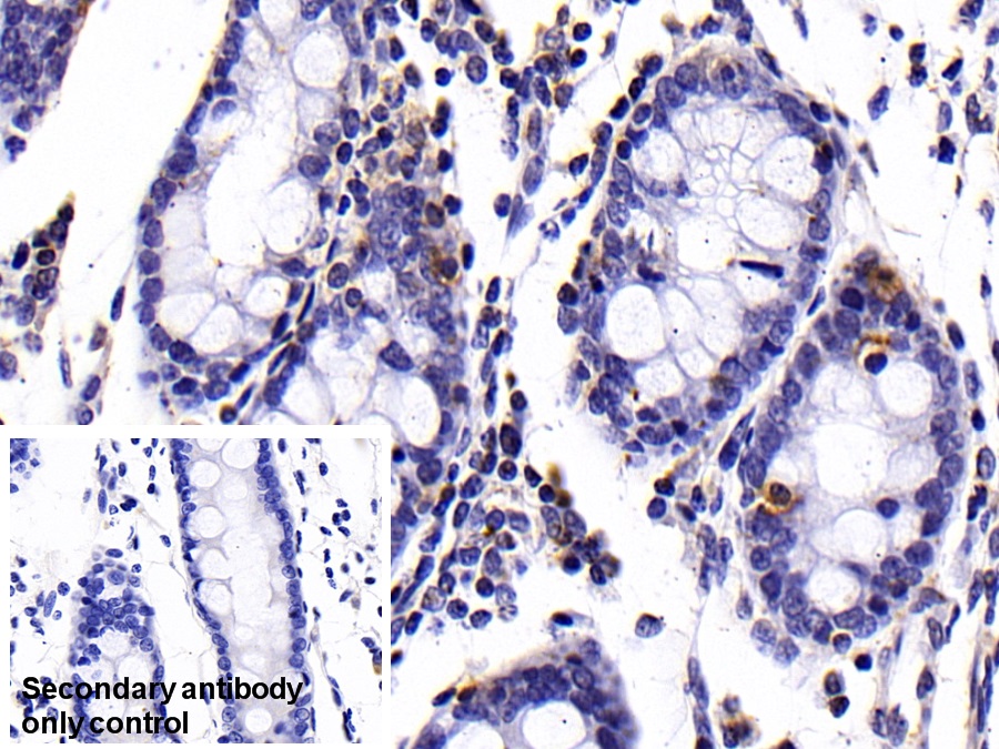 CD14分子(CD14)单克隆抗体
