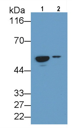 CD14分子(CD14)单克隆抗体