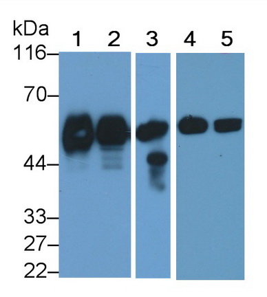 CD14分子(CD14)单克隆抗体