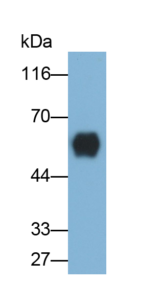 CD14分子(CD14)單克隆抗體