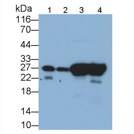 27kDa熱休克蛋白(Hsp27)單克隆抗體