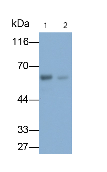 棕櫚?；さ鞍?(MPP6)單克隆抗體