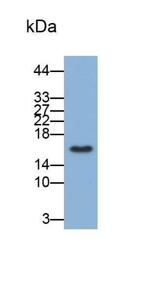 周期素依赖性激酶抑制因子2A(CDKN2A)单克隆抗体