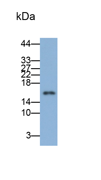 周期素依赖性激酶抑制因子2A(CDKN2A)单克隆抗体