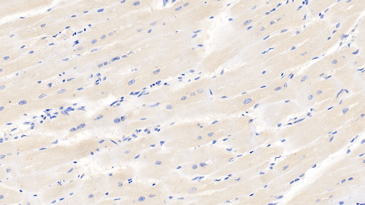 低氧诱导因子1α(HIF1a)单克隆抗体