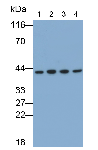 胱天蛋白酶8(CASP8)单克隆抗体