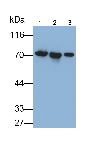 熱休克蛋白70(HSP70)單克隆抗體