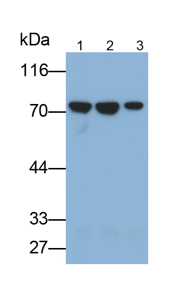 熱休克蛋白70(HSP70)單克隆抗體