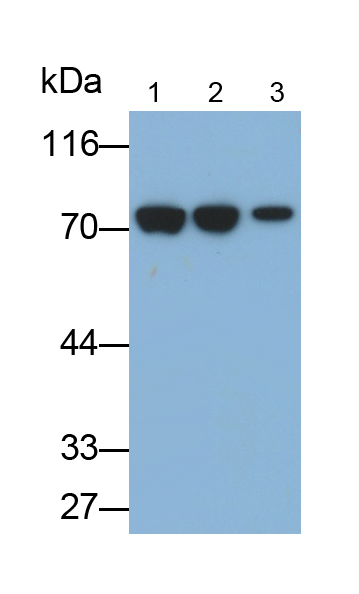 熱休克蛋白70(HSP70)單克隆抗體