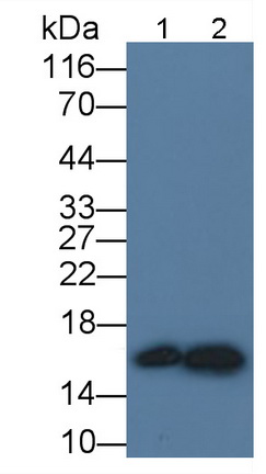 半胱氨酸蛋白酶抑制劑3(Cys-C)單克隆抗體