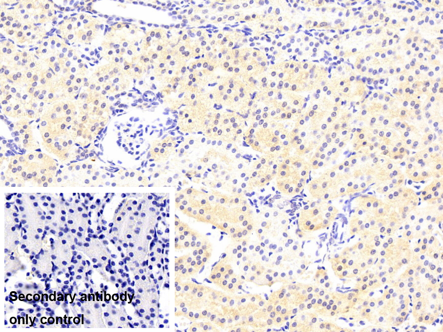 親環(huán)素A(CYPA)單克隆抗體